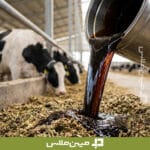 تخلیه ملاس چغندرقند عمده برای خوراک دام در گاوداری میهن ملاس